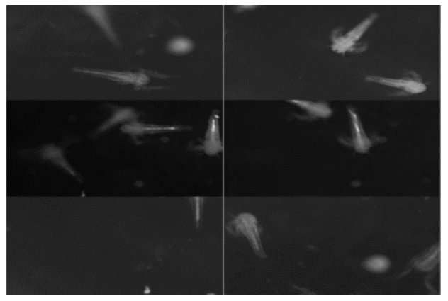 Figure 1. Sample of images from the dataset