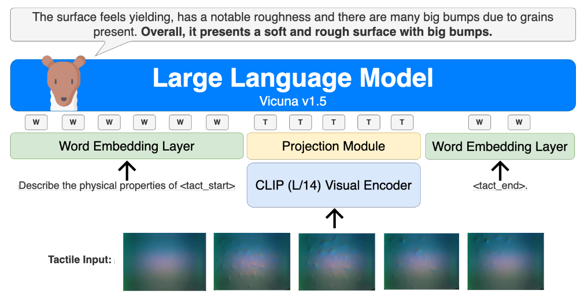 Fig. 3. OCTOPI Framework. Our framework consists of CLIP’s visual encoder, a projection module with two linear layers, and Vicuna v1.5 as the LLM. Language embeddings are derived through tokenization and then Vicuna’s word embedding layer, with  and  being newly trained word embeddings indicating the start and end of a tactile frame sequence from a single tactile sensor. Tactile frames are fed into the visual encoder followed by the projection module to derive tactile embeddings with the same dimension as the word embeddings.