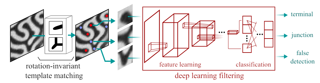 FIG. 3. The schematic illustration of the algorithm to detect the defects. First, we detect candidates for the defects (red and blue dots) by using the rotation-invariant template matching algorithm. The identified candidates in this process, while many are terminals and junctions, also encompass structures that are not defects. Then, these candidates are classified into terminal, junction, and false detection through the deep learning filter.