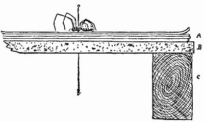 SETTING BOARD FOR SPIDERS.A. Absorbent papers.   B. Sheet cork.   C. Wooden support.