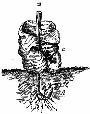 Root-bud and frost-flower of the Cunila Mariana (Maryland Dittany). A, the developing or budding root. B, the old stem of the previous year. C, the congealed vapor or hoarfrost, forming the first flower of various shapes.