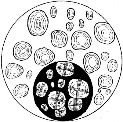 WHEAT STARCH