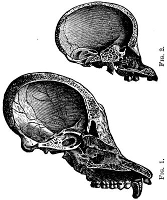 FIG. 1.--Section of skull of adult orang-outang (Simiasatyrus). FIG. 2.--Section of skull of young orang, showing
relatively shorter jaws and more prominent cerebral region.