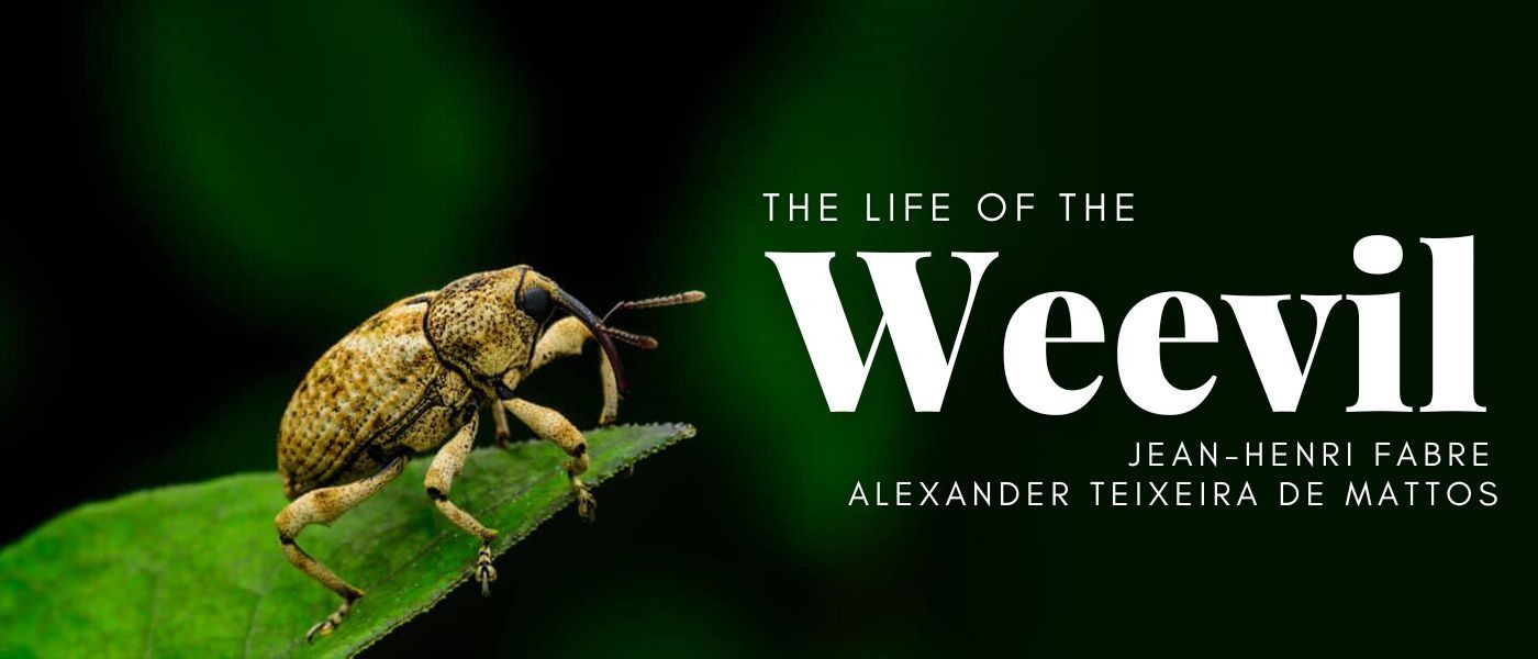 THE ELEPHANT WEEVIL