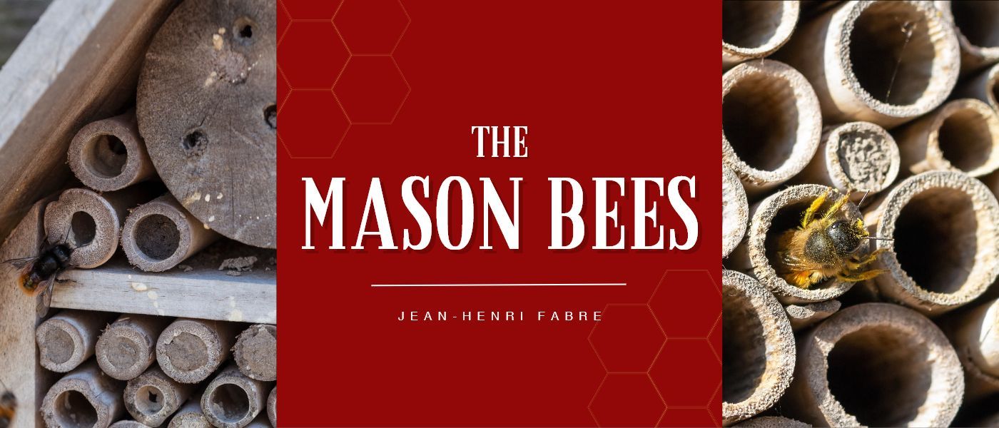 THE MASON-BEES