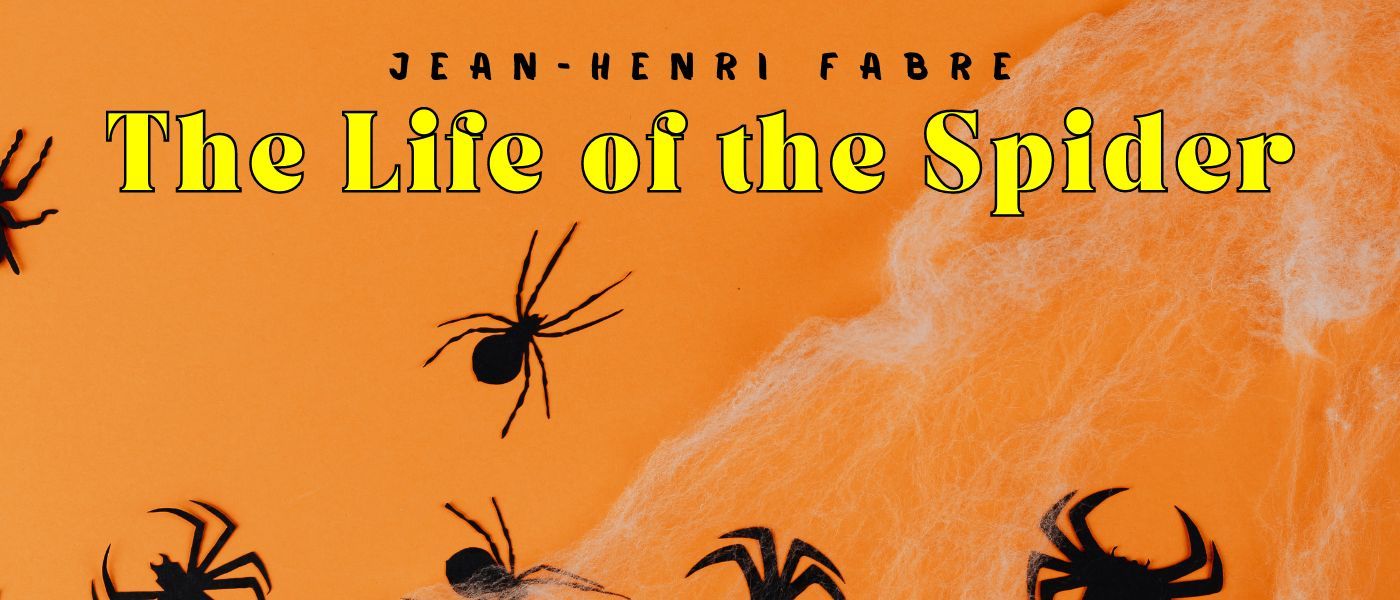 THE BLACK-BELLIED TARANTULA
