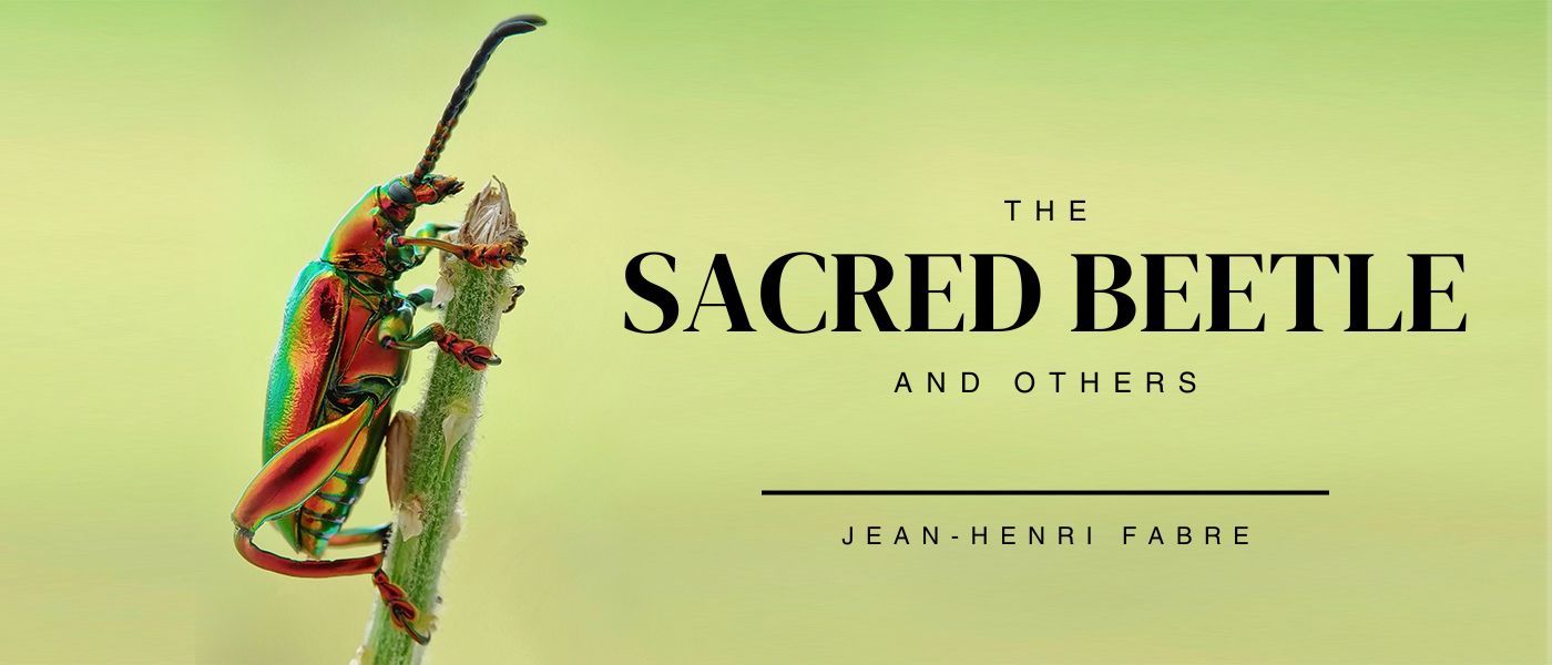 THE SACRED BEETLE: THE BALL