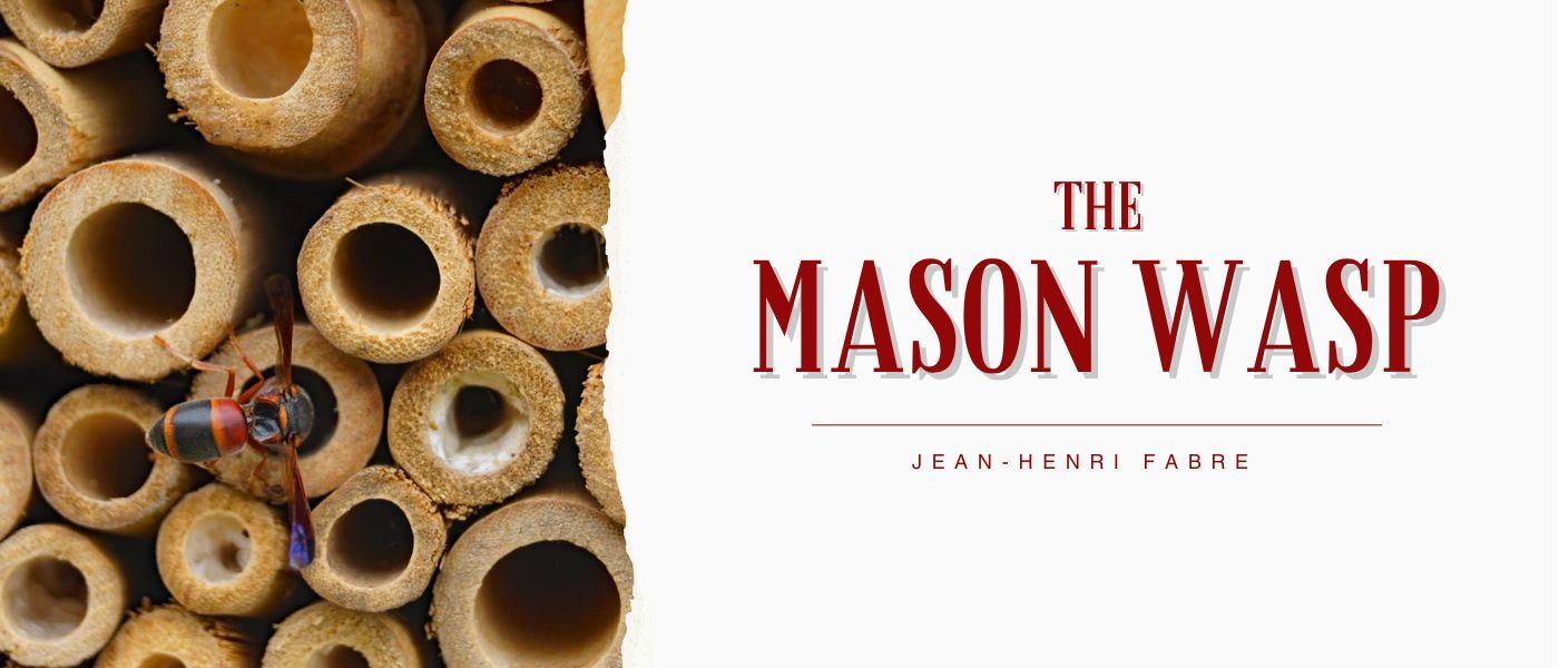 THE COMMON WASP