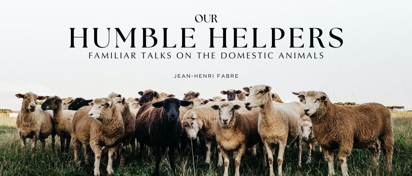 The cat entered our household long after the dog