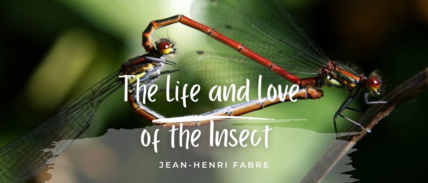 A DUNG-BEETLE OF THE PAMPAS