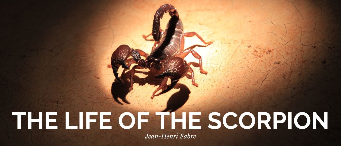 THE LANGUEDOCIAN SCORPION: FOOD