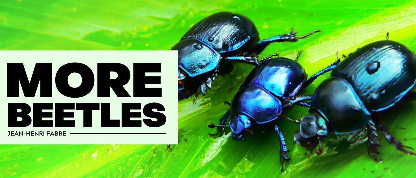 THE GOLD BEETLES: THEIR NUPTIAL HABITS