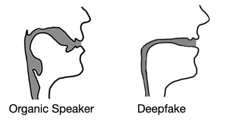 Deepfaked audio often results in vocal tract reconstructions that resemble drinking straws rather than biological vocal tracts.