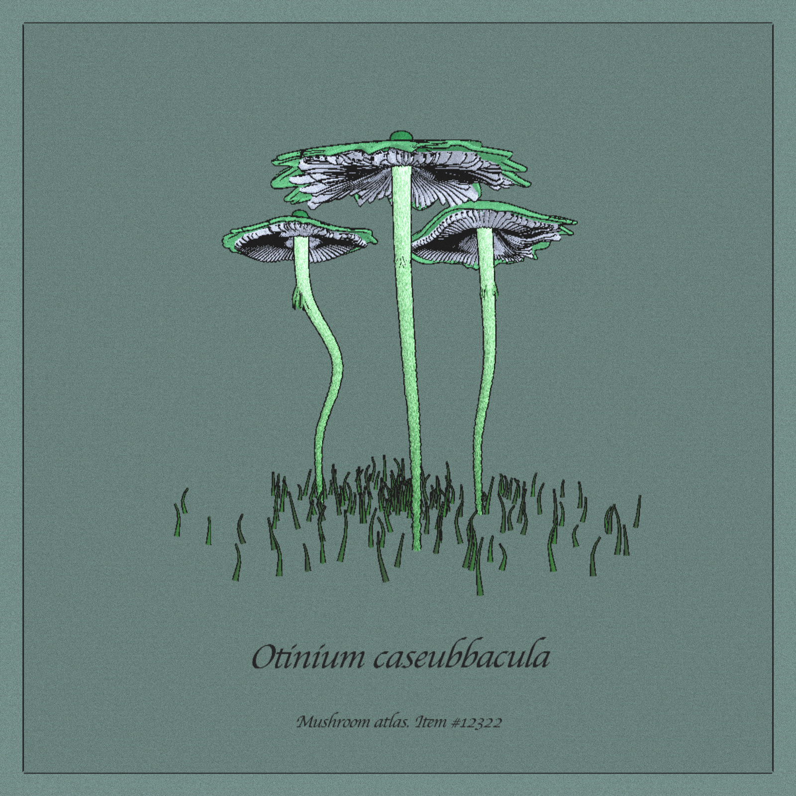 Otinium caseubbacula — one of the generative mushroom specimens