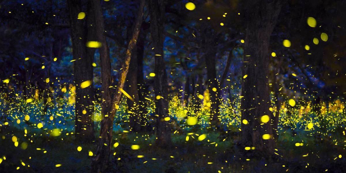 Methodology of Test Case Minimization Using Firefly Algorithm