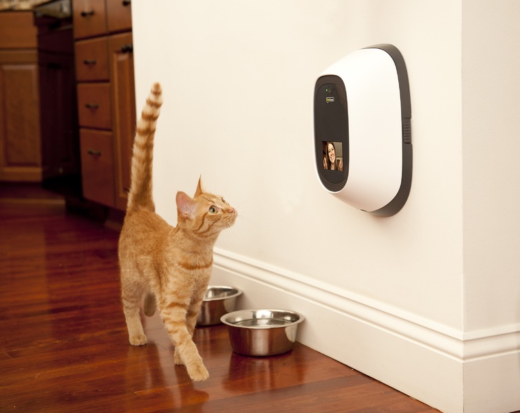 Could AI Help Or Harm Our Pets? 