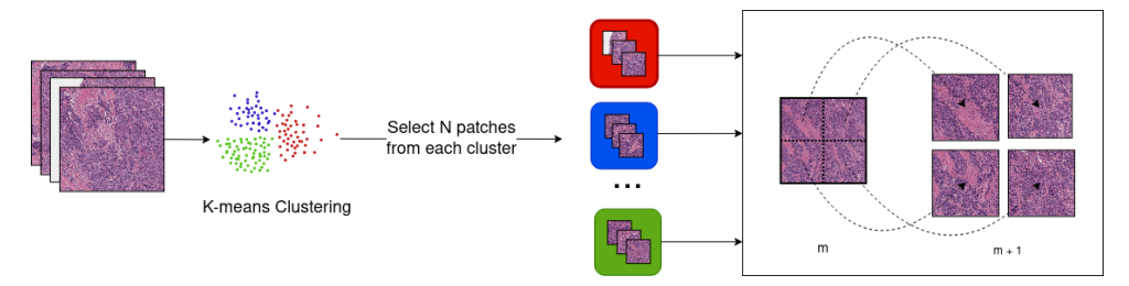 igure 2: Sampling method for 10x and 20x magnifications. K-means clustering is applied to the set of tiles chosen from the previous magnification 𝑚. N tiles from each cluster are selected and the corresponding tiles at the magnification desired (𝑚 + 1) are then fetched.