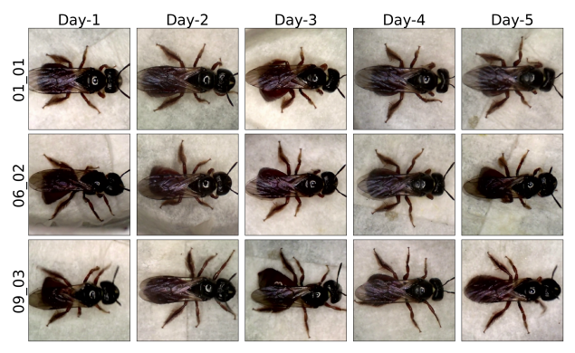 Figure 1. Sample images from our dataset: three reed bee specimens (rows) recorded over five days (columns).