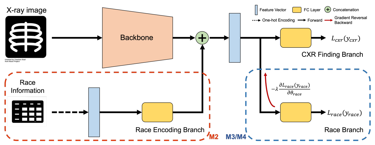 Fig. 2: To investigate the effect of sensitive attributes on performance and fairness, we evaluate four different model architectures, denoted M1, M2, M3 and M4. M1, the baseline, has a backbone and classification. M2 has a race encoding branch to learn race-encoded features directly from metadata. M3 and M4 have an additional race branch to predict the race group which is implicitly encoded in the image, from the image features. The difference between M3 and M4 is that we add a gradient reversal layer before the race branch.