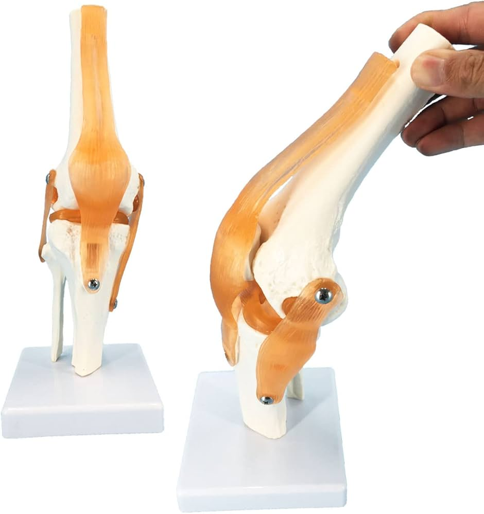 Figure 2. Anatomical model of the human knee joint.
