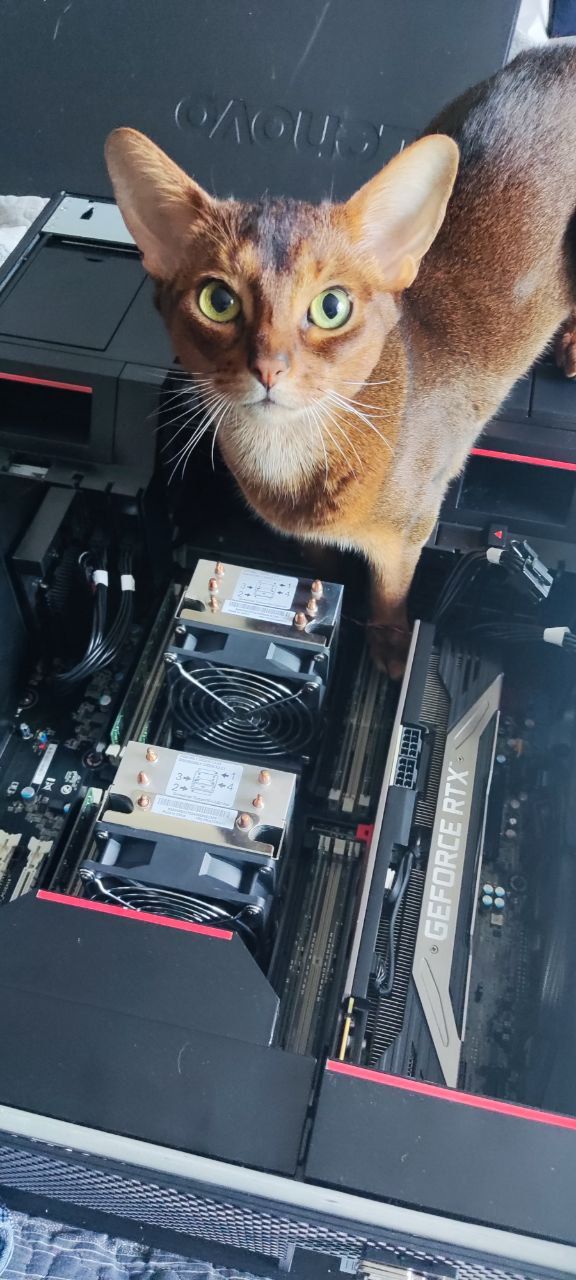 Meet the Lead Engineer for our Decision Support System. She’s currently debugging the L3 cache contention by staring directly into the RTX 3090 cores.