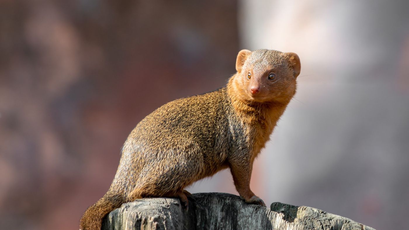 How Mongoose Will Bring JSON-Oriented Developers to Apache Cassandra