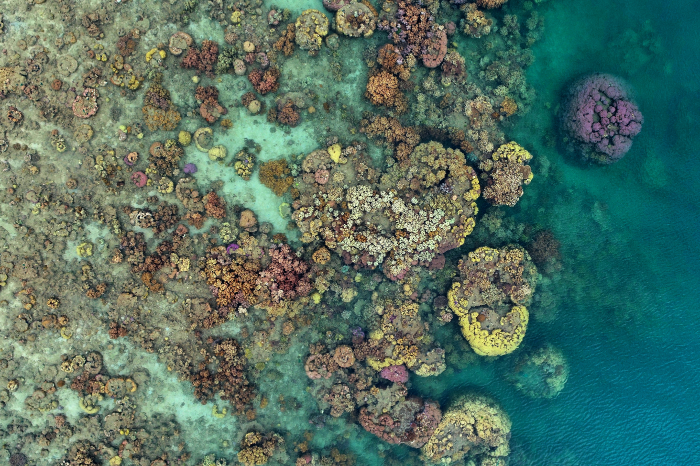 How to Use TensorFlow and Cleanvision to Detect Starfish Threats in the Great Barrier Reef