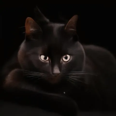 Understanding Cogvideo: Your Guide to NightmareAI's Text-to-Video AI Model