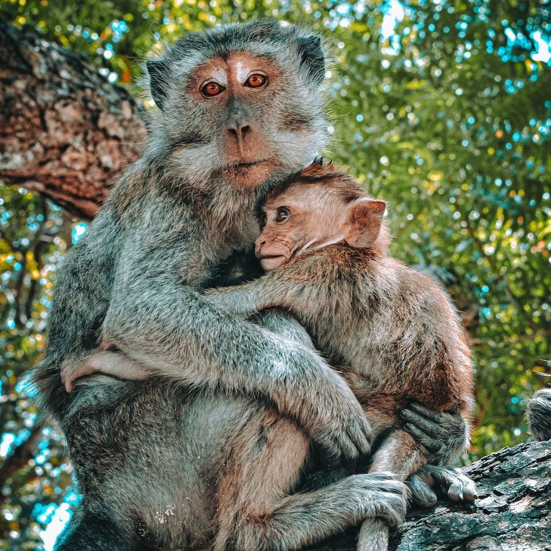 How to Tame the 'Monkeys' Overrunning Your Management Time!