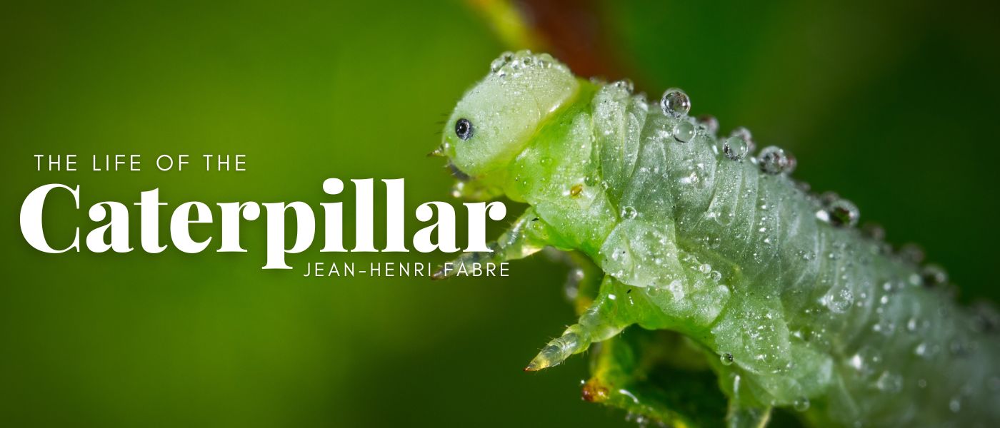 The Life of the Caterpillar by Jean-Henri Fabre - Table of Links