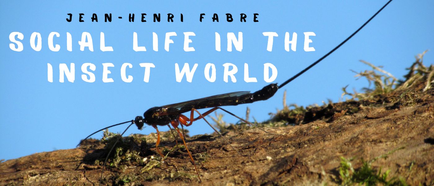 Social Life in the Insect World by Jean-Henri Fabre - Table of Links