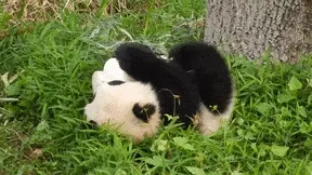http://www.reddit.com/r/Panda_Gifs/comments/32x49o/keep_rollin_rollin_rollin_rollin/