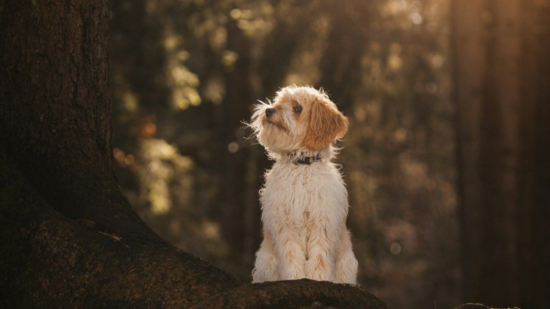 List Comparison in Python: Differences, Intersections, and Unions