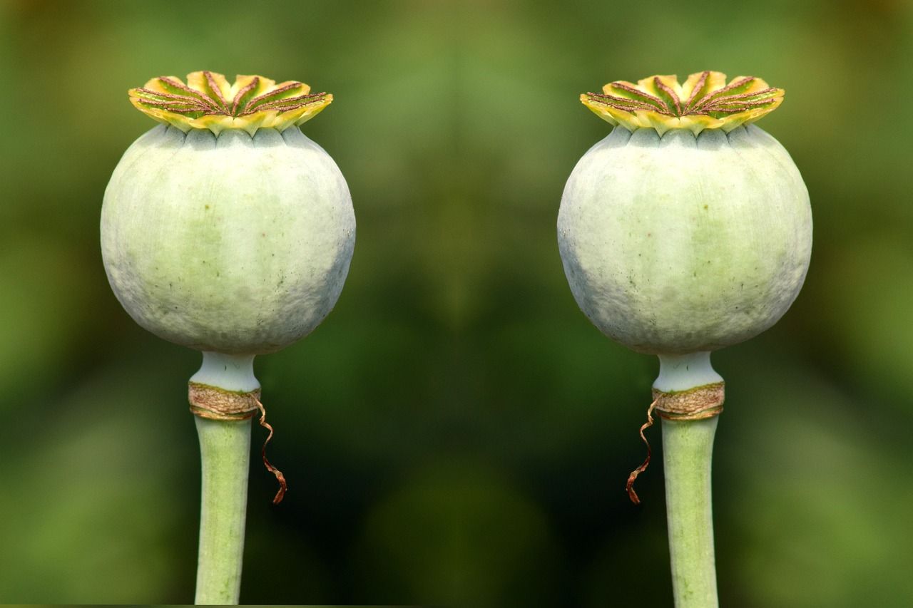 Grow Your Audience With Rel=canonical