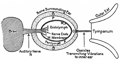  Fig. 133.—Diagrammatic sketch of the parts of the ear.