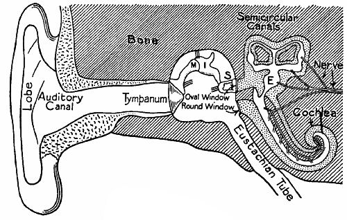  Fig. 134.—Diagrammatic section of the ear, showing the various parts.