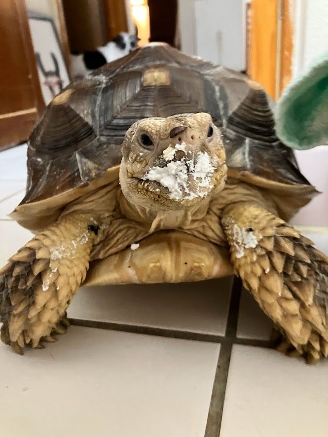 What Its Like for Me, Sisu the Tortoise, to Live With a Human Who Is Learning Tech